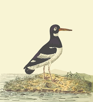 Eurasian Oystercatcher Illustration PNG