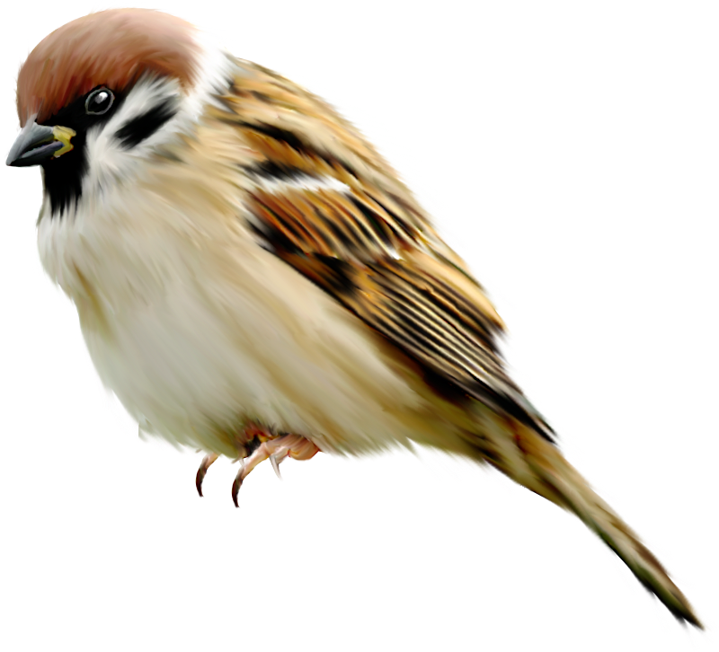 Eurasian Tree Sparrow Illustration.png PNG