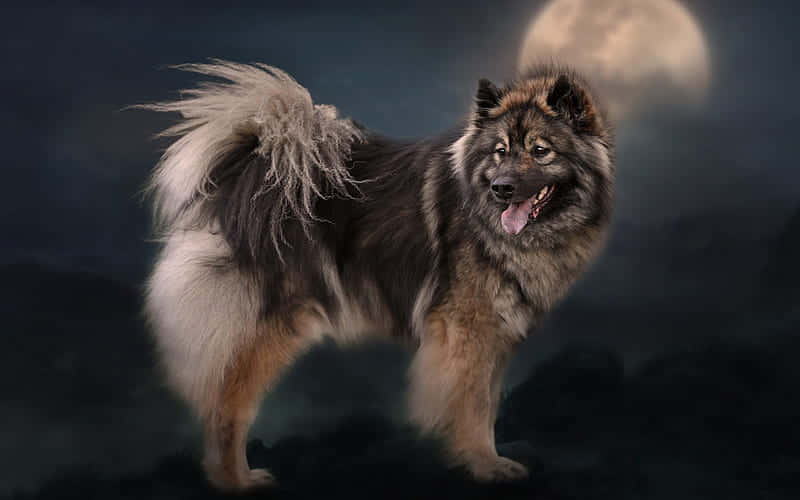 Eurasier Dog Breeds With Moon Background Wallpaper
