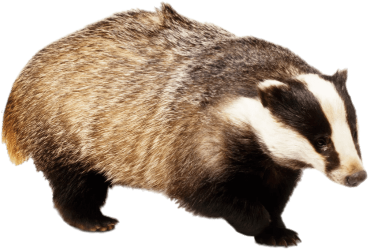European Badger Side View PNG