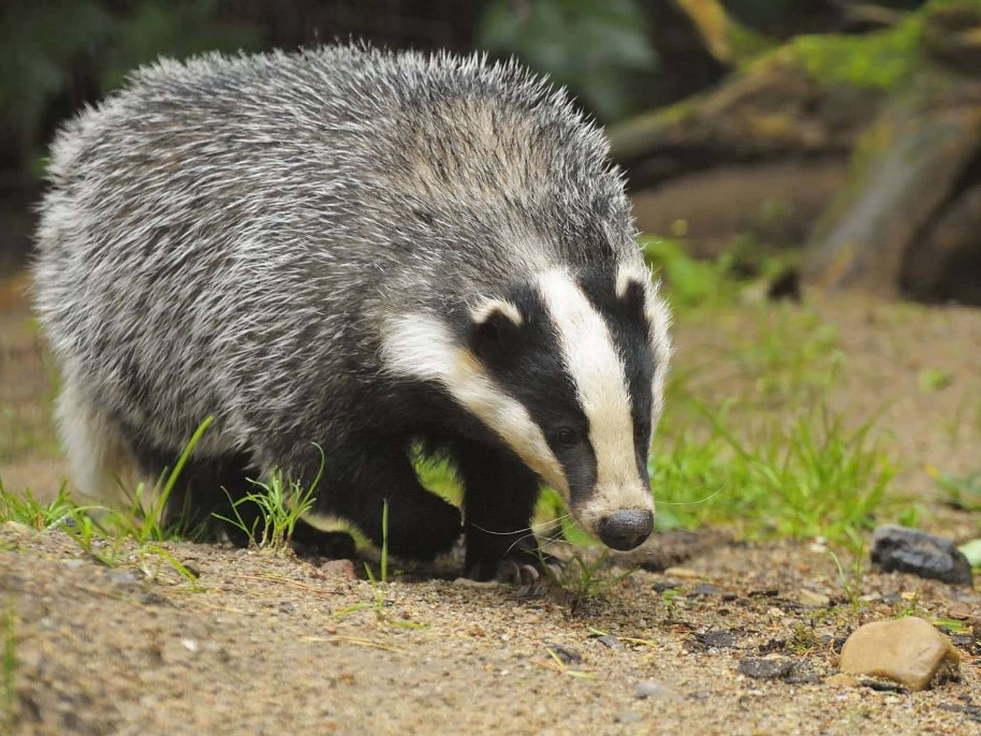 Europeisk Grevling I Habitat.jpg Bakgrunnsbildet