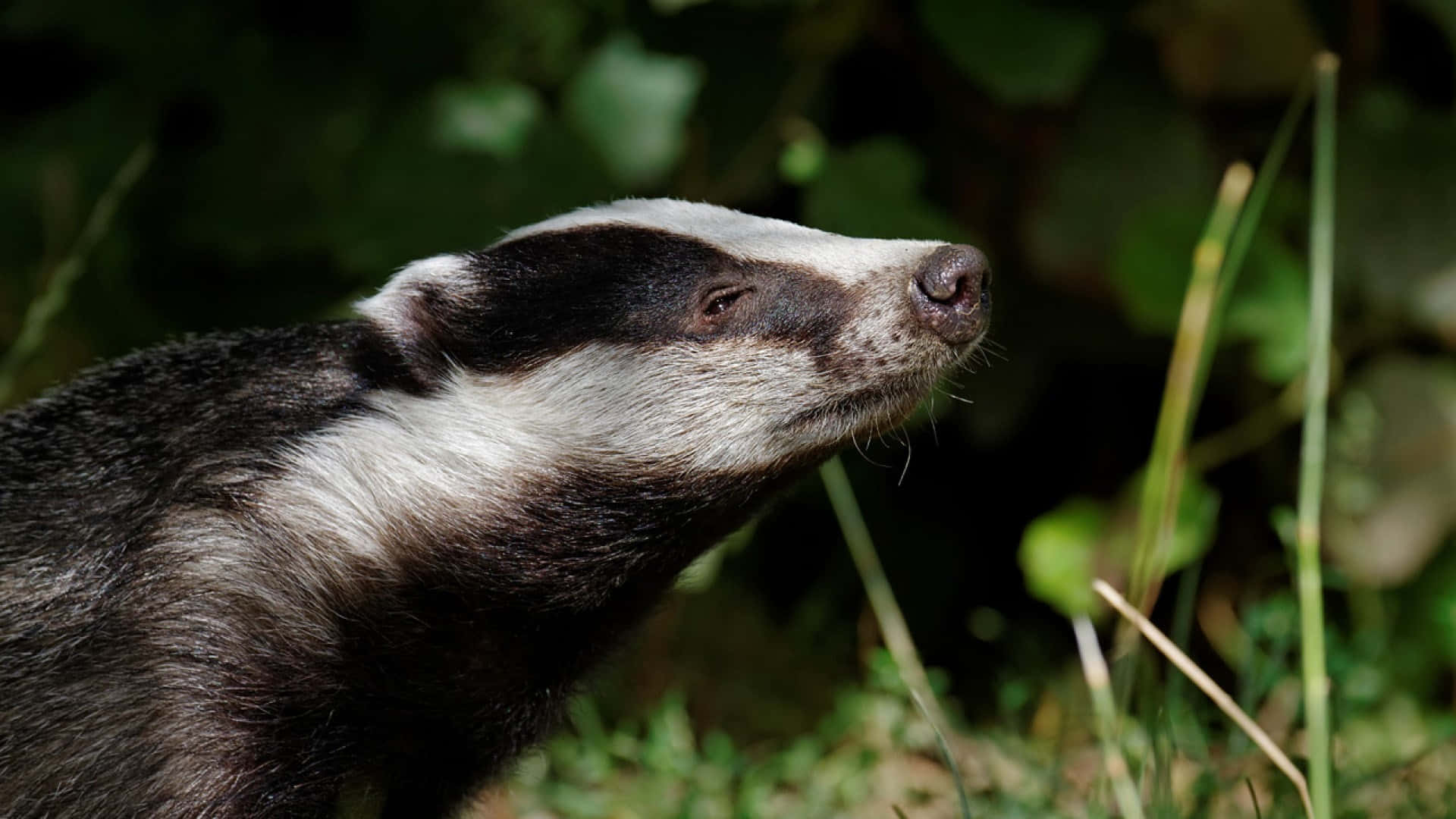 Europese Das In Natuurlijke Habitat.jpg Achtergrond