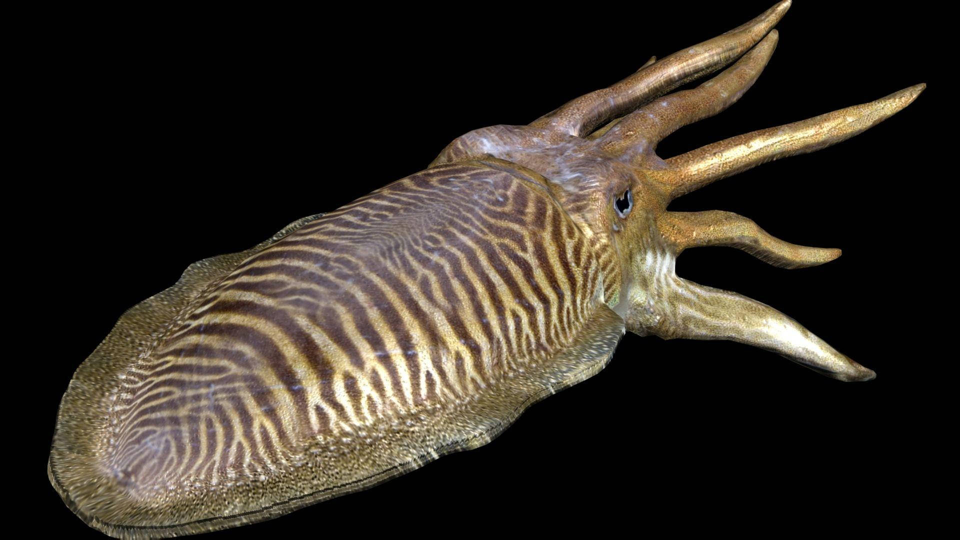 European Common Cuttlefish Wallpaper