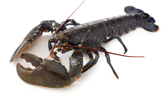 European Crayfish Isolated PNG