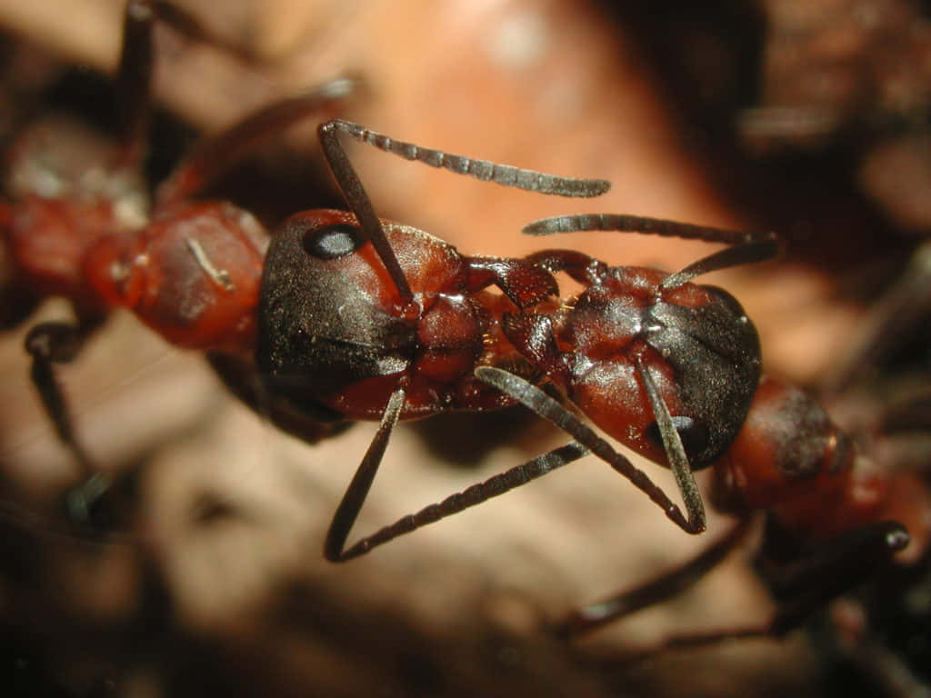 European Fire Ant Close Up Wallpaper