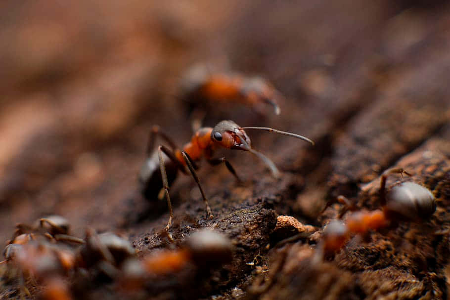 European Fire Ant Colony Activity Wallpaper
