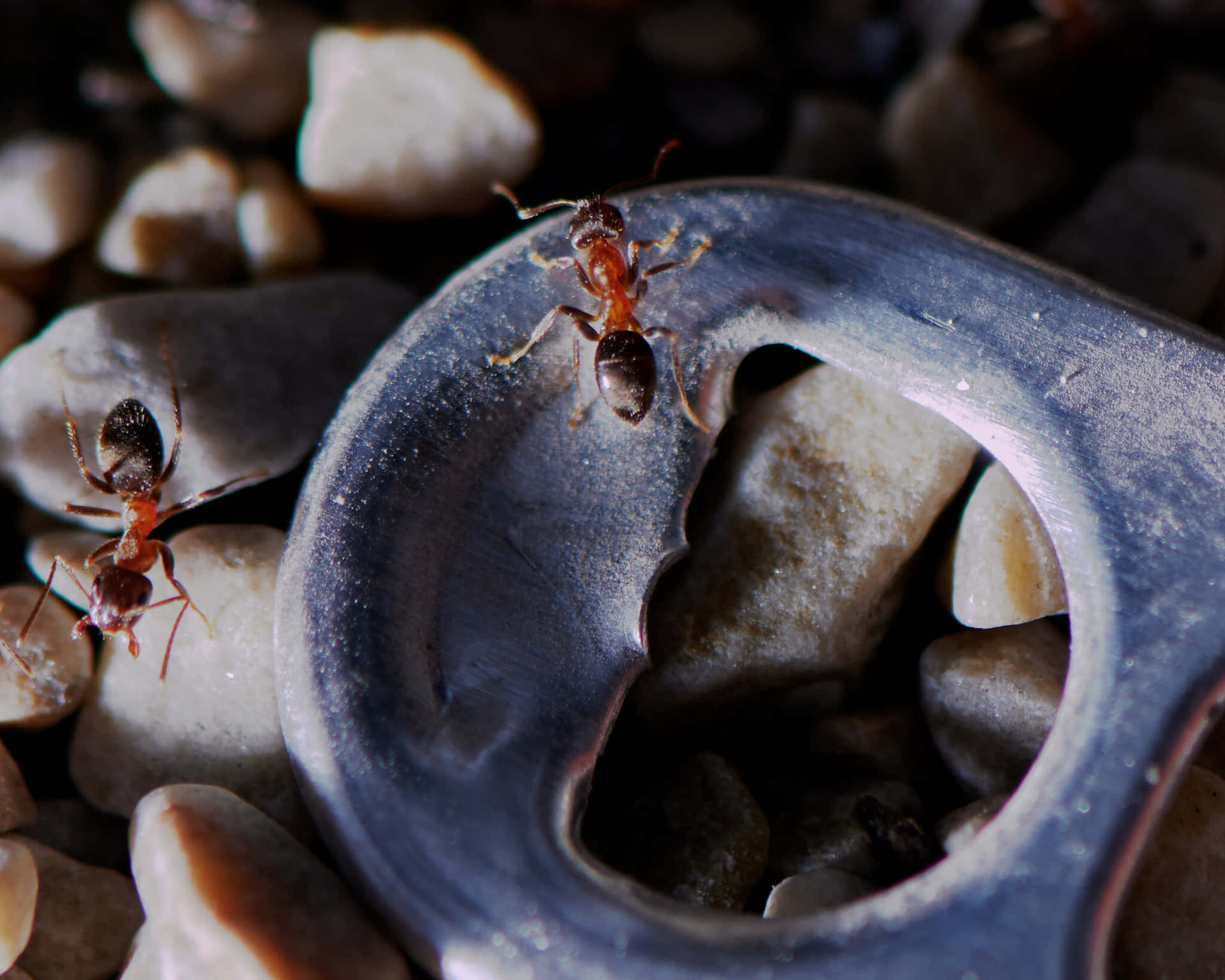 European Fire Ants Exploring Wallpaper
