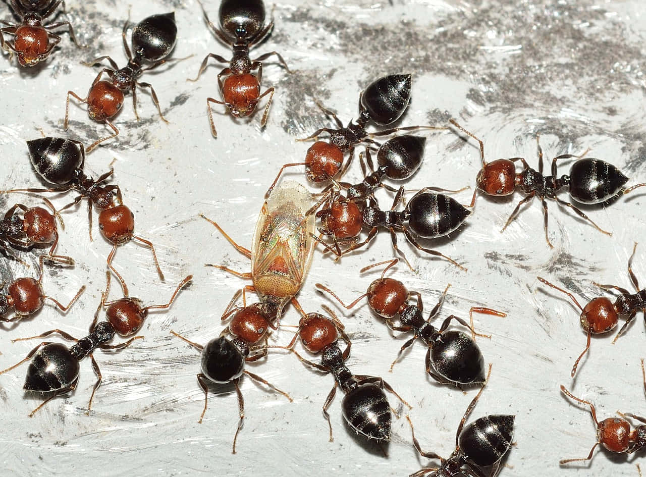 European Fire Ants Feeding Wallpaper