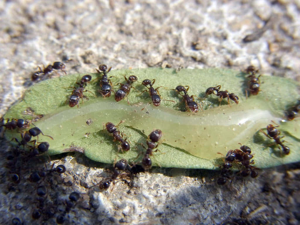 European Fire Ants Feedingon Leaf Wallpaper