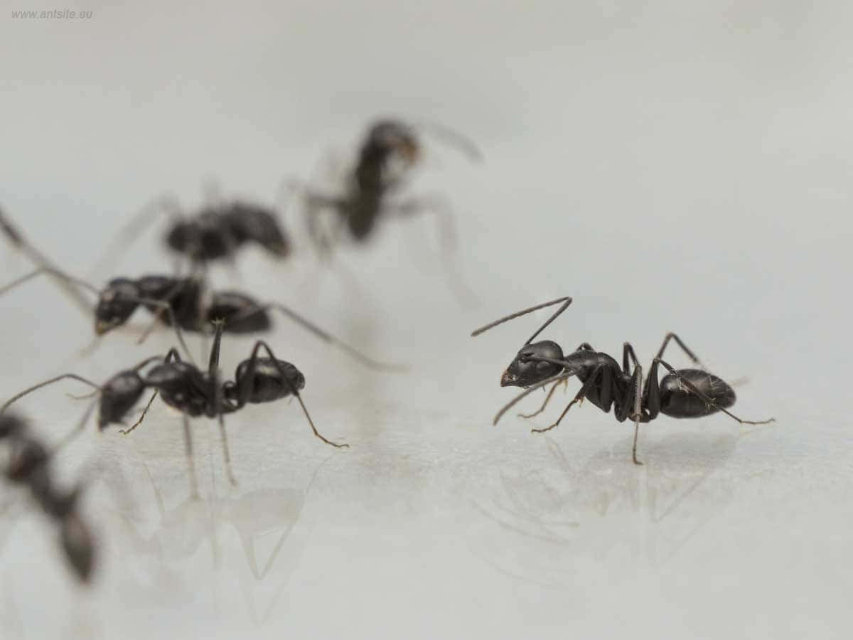 European Fire Ants Gathering Wallpaper