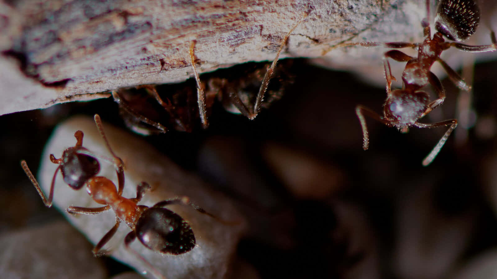 European Fire Ants Under Bark Wallpaper