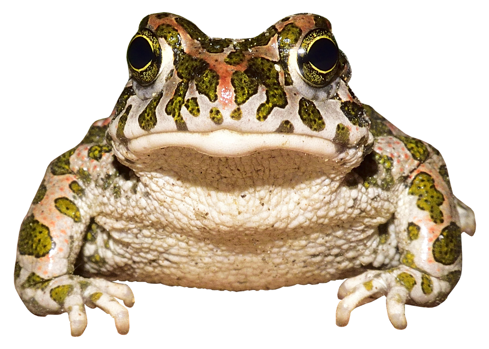 European Green Toad Portrait PNG