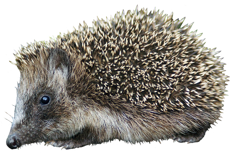 European Hedgehog Side View PNG