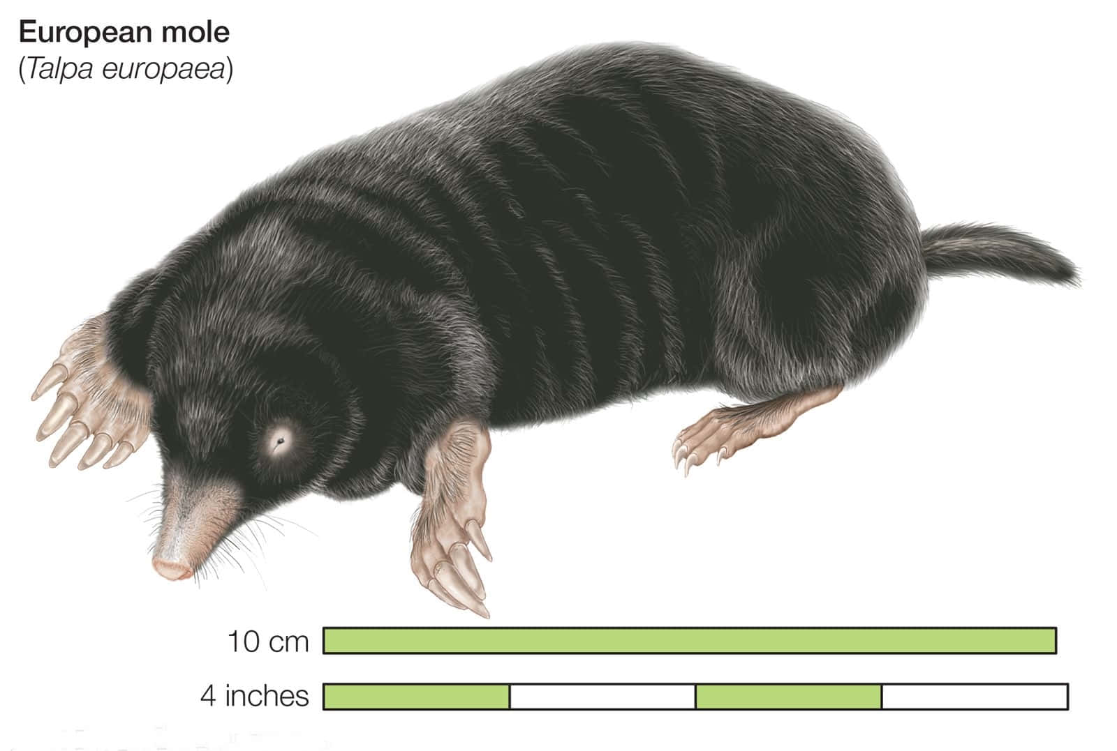 European Mole Talpaeuropaea Illustration Wallpaper