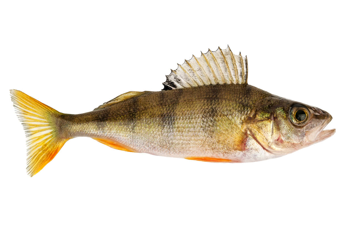 European Perch Isolated White Background Wallpaper