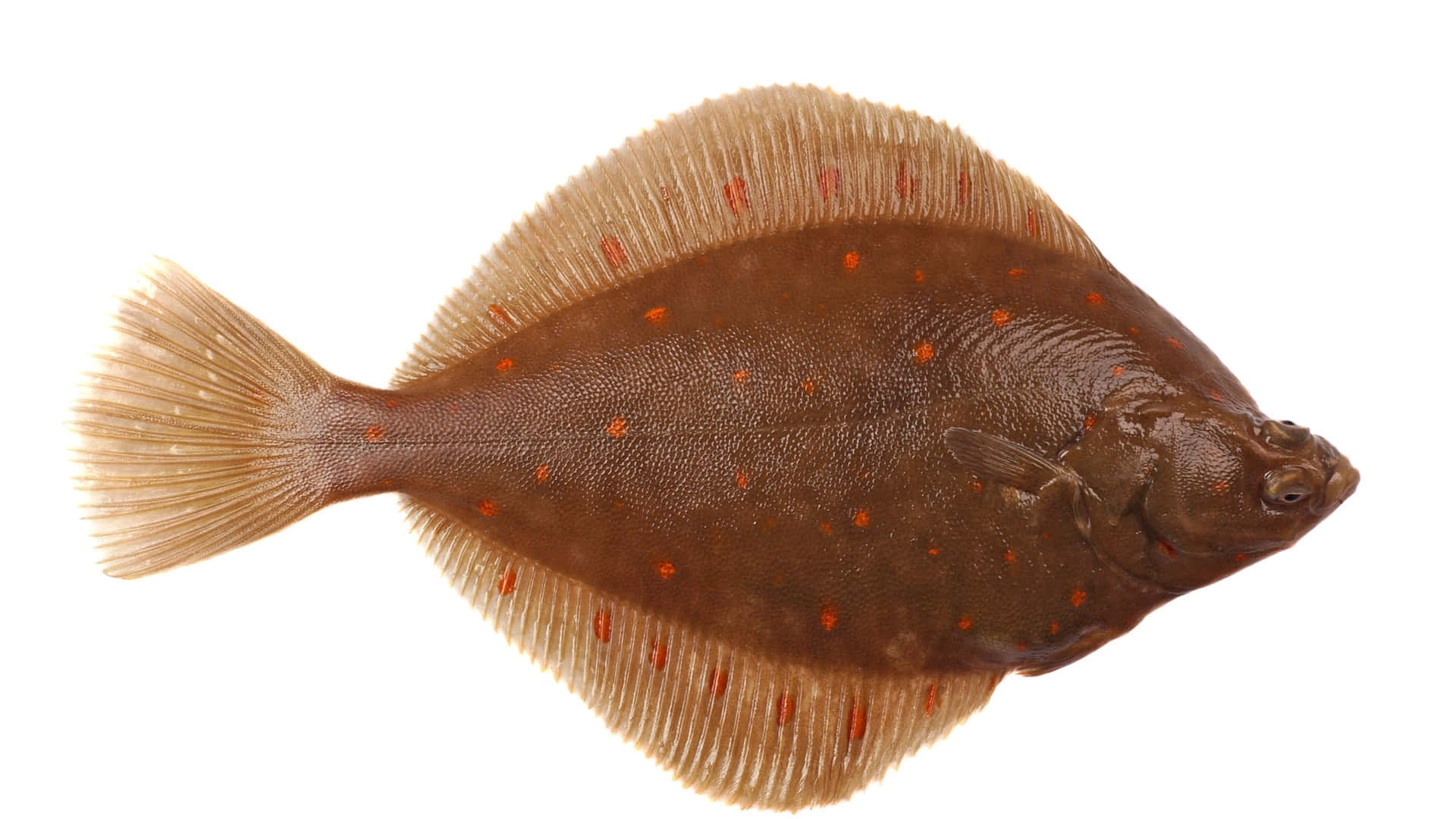 European Plaice Fish Isolated Wallpaper