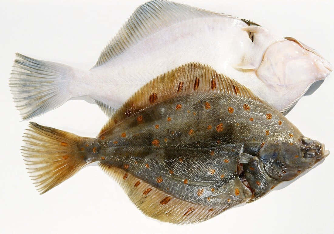 European Plaice Fish White Background Wallpaper