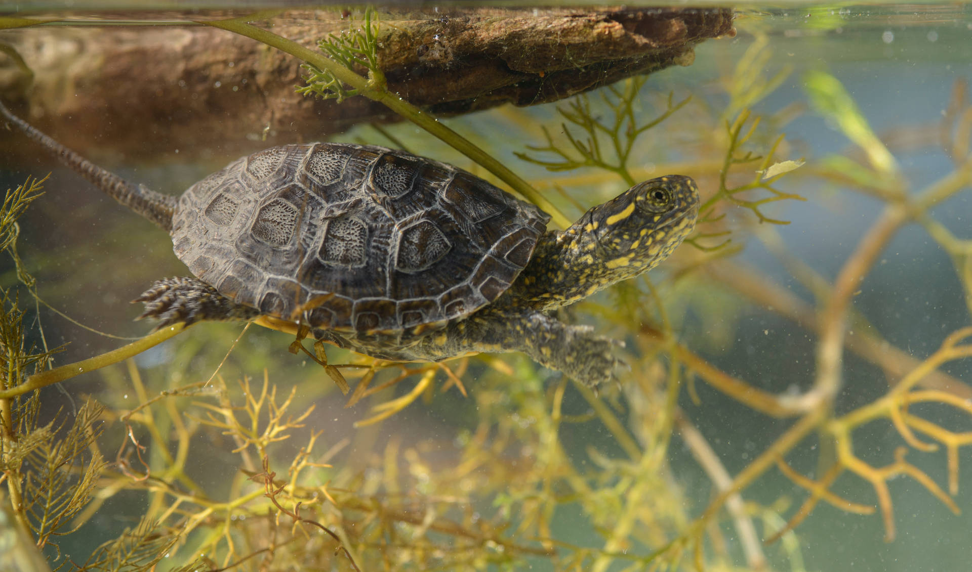 Majestic European Pond Water Turtle In Natural Habitat Wallpaper