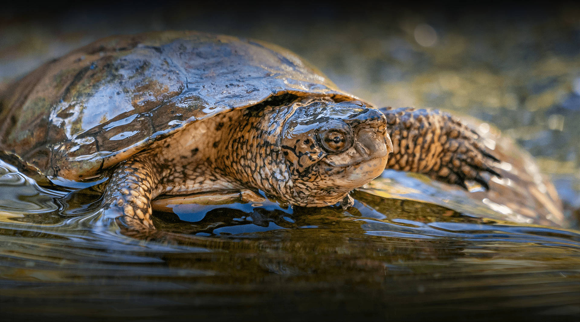 European Pond Water Turtle Photography Wallpaper