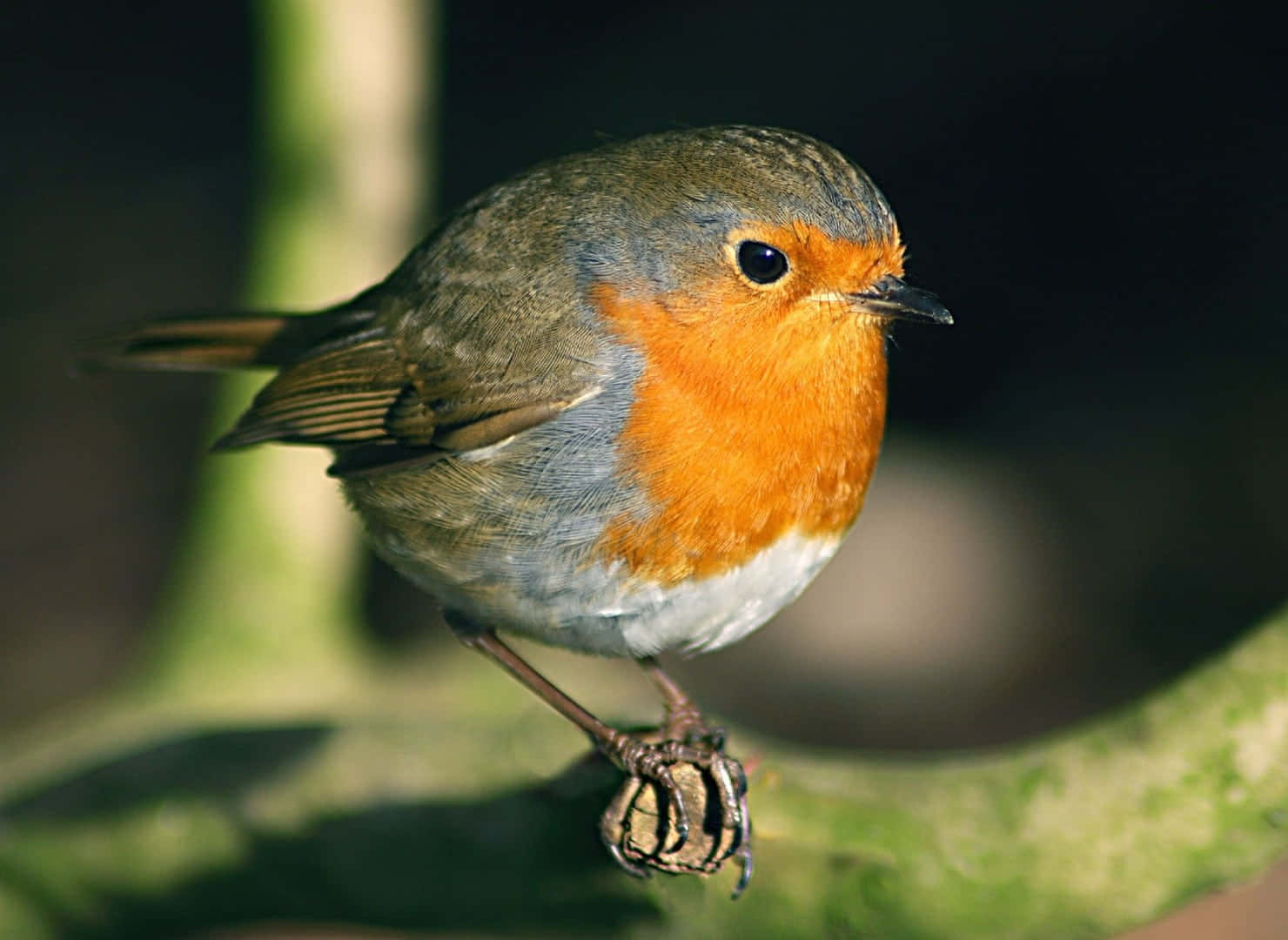 European Robin Perchedon Branch.jpg Wallpaper