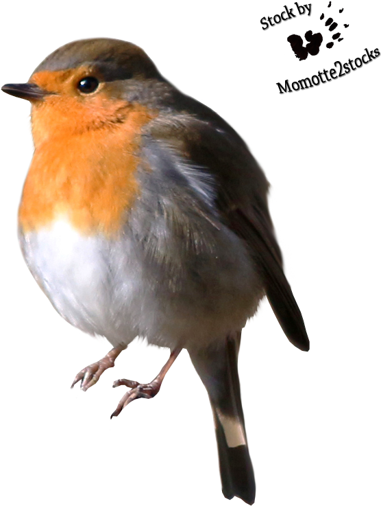 European Robin Portrait PNG