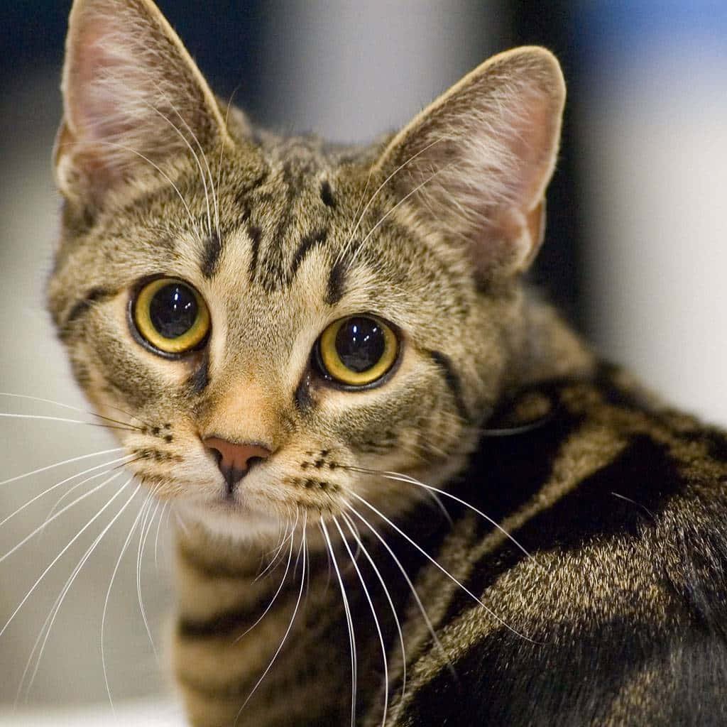 A beautiful European Shorthair cat sitting elegantly Wallpaper