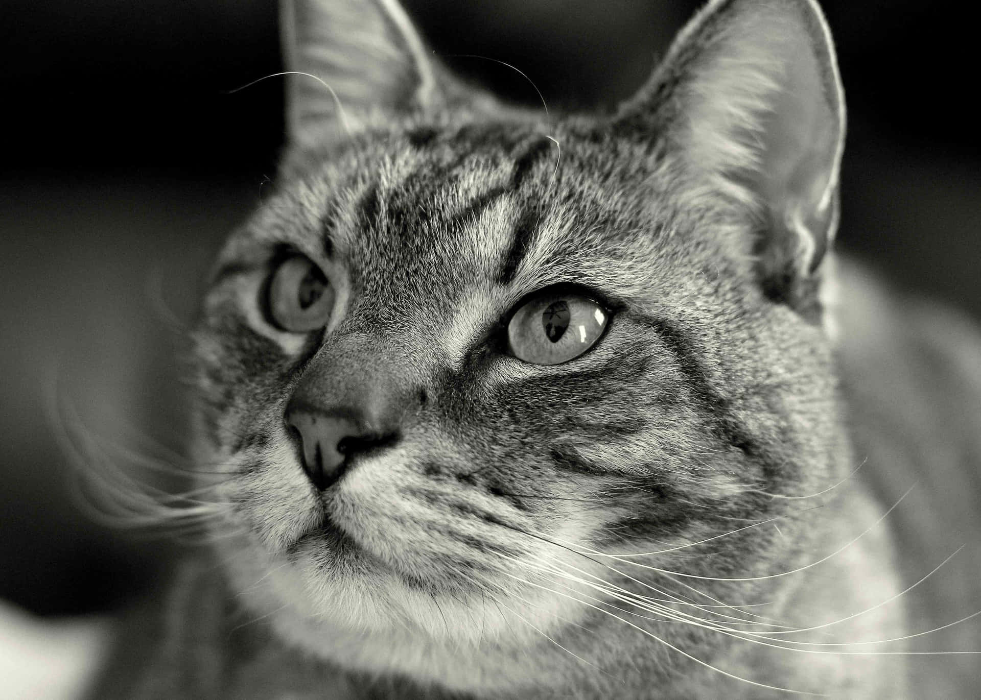 Sleek European Shorthair cat lounging comfortably Wallpaper