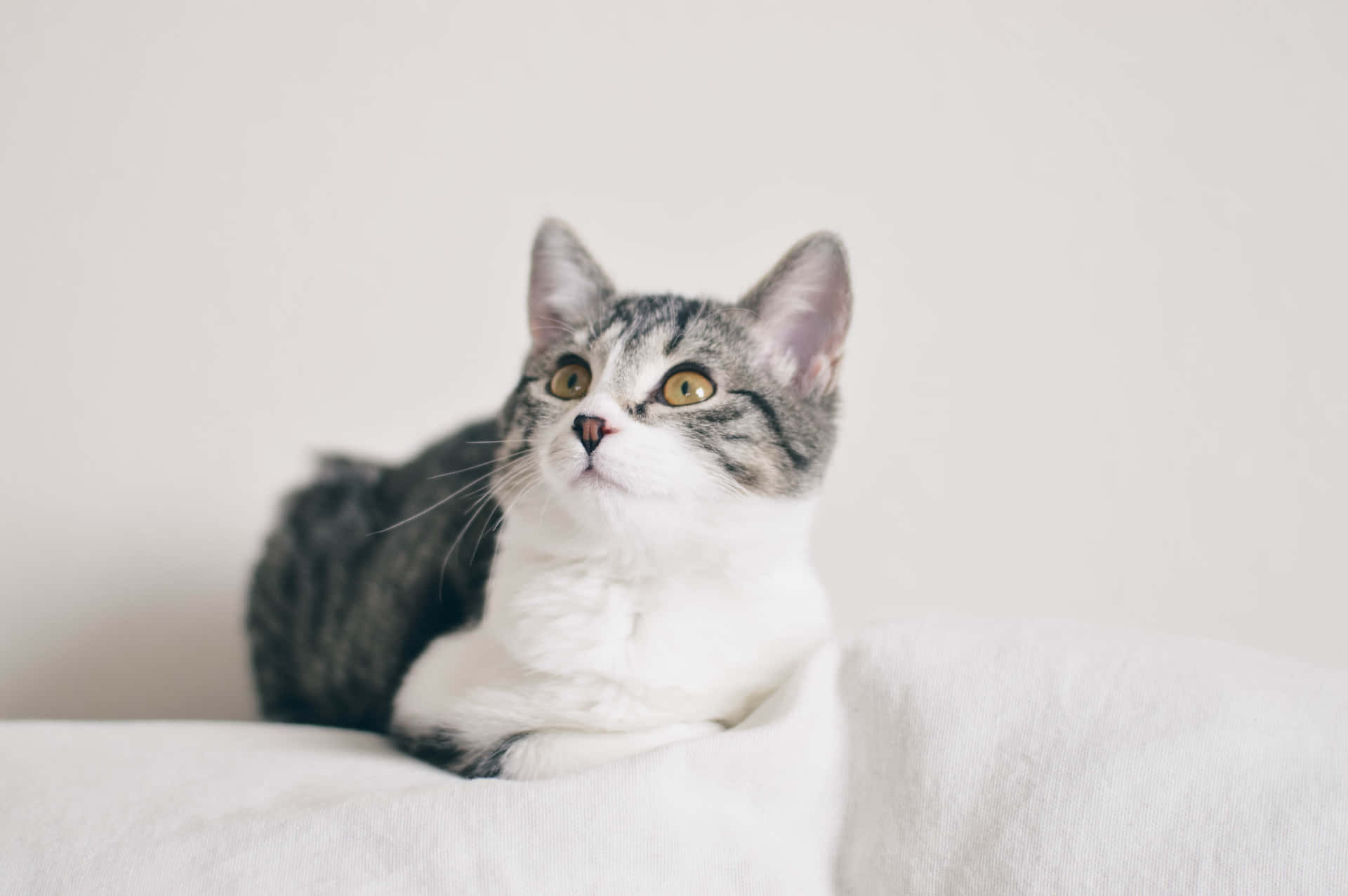 A stunning European Shorthair cat lounging at home Wallpaper