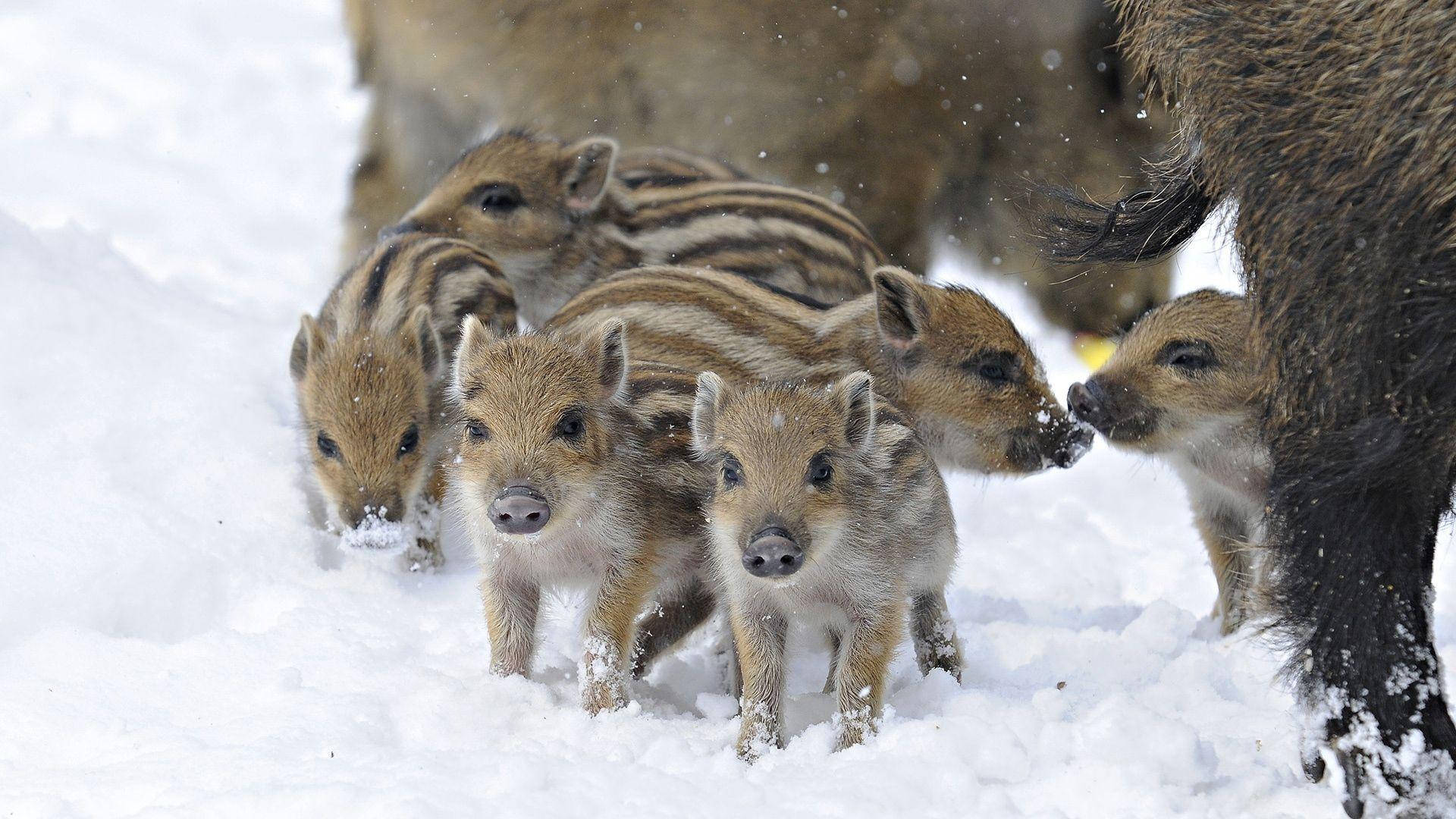 European Wild Boar Piglets Wallpaper