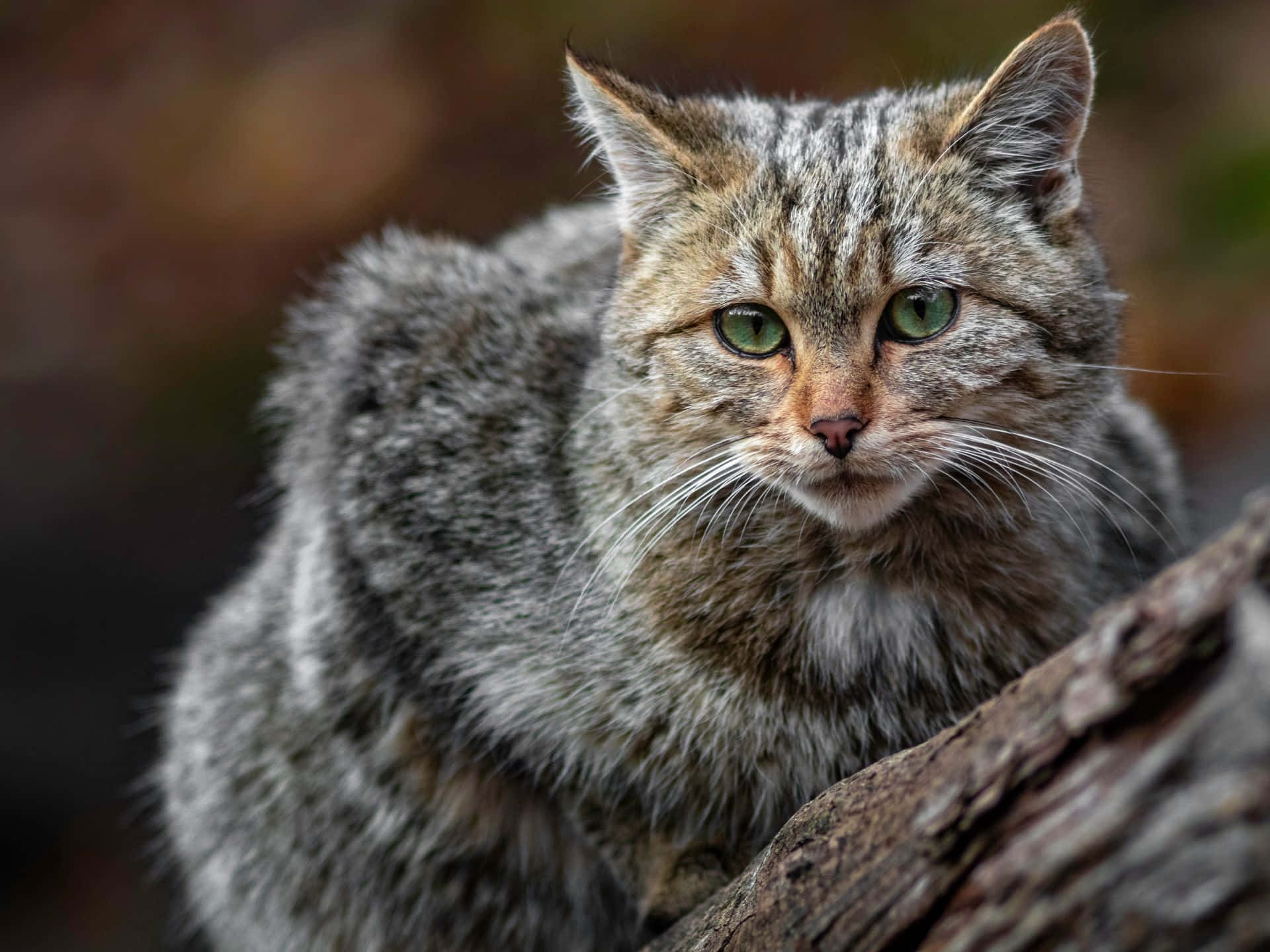 European Wildcat Closeup.jpg Wallpaper