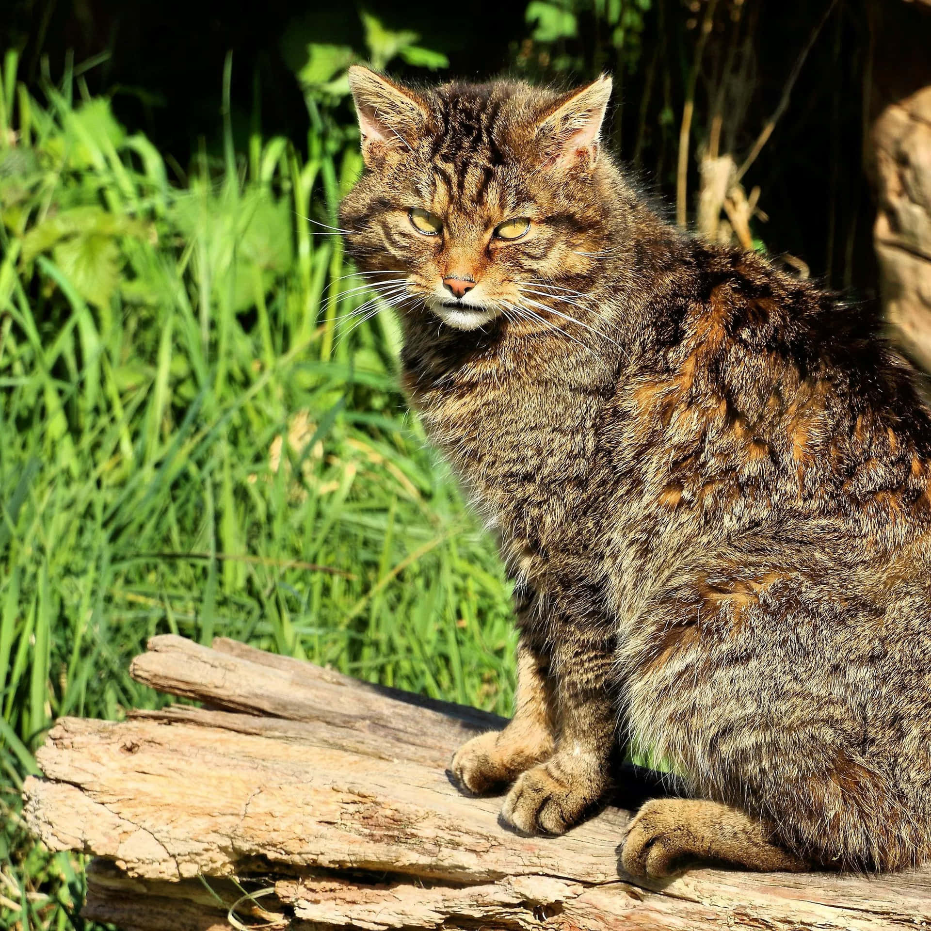 European Wildcat Sunbathing Wallpaper