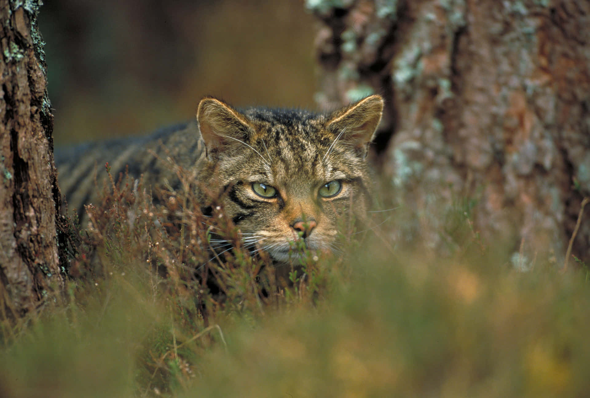 Europese Wildkat In Habitat.jpg Achtergrond