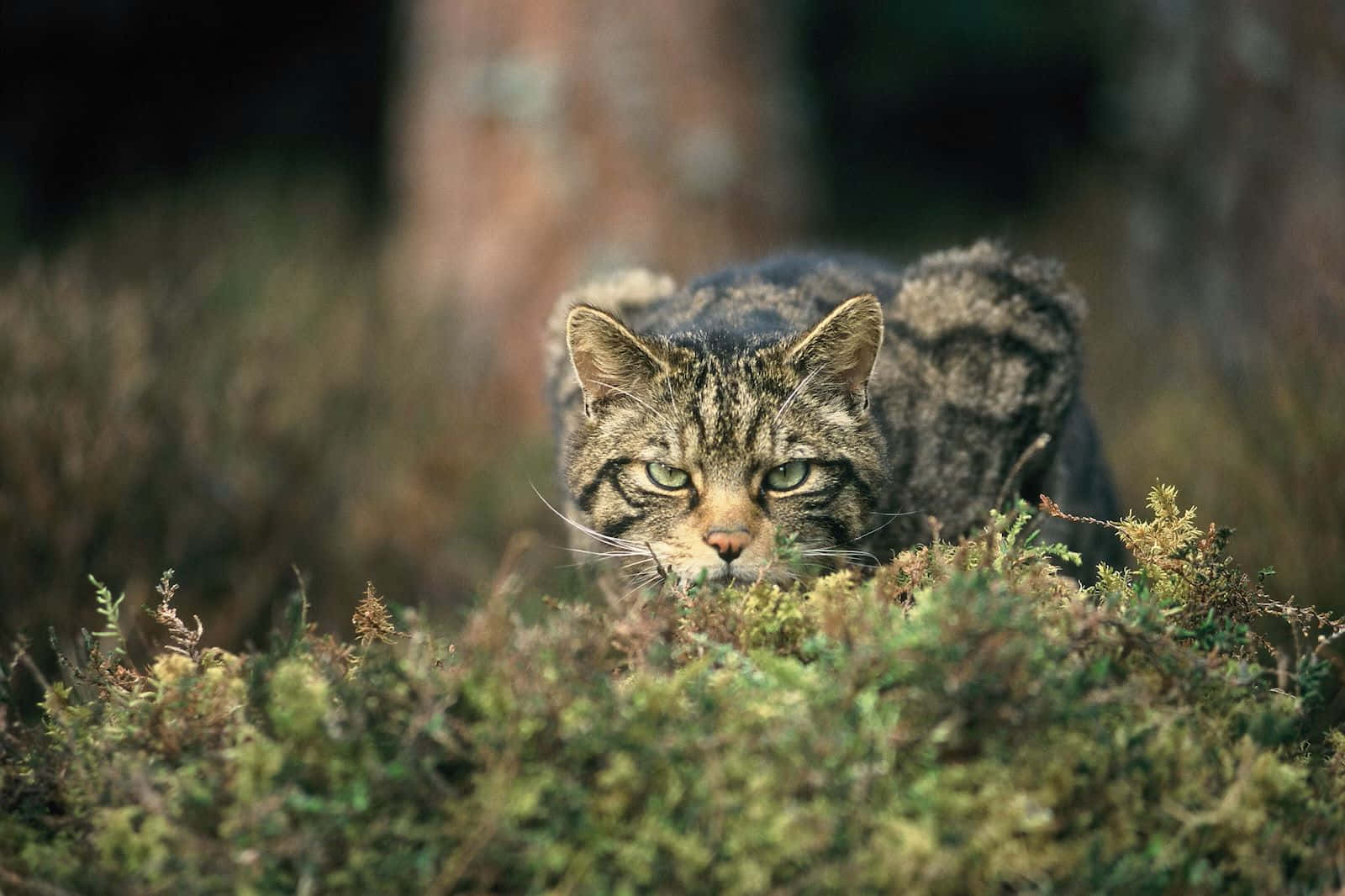 European Wildcatin Habitat.jpg Wallpaper