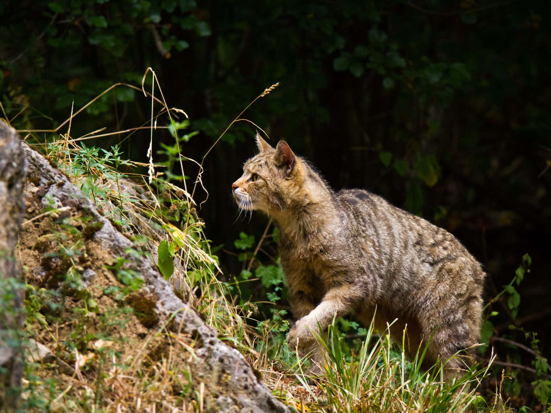 European Wildcatin Natural Habitat.jpg Wallpaper