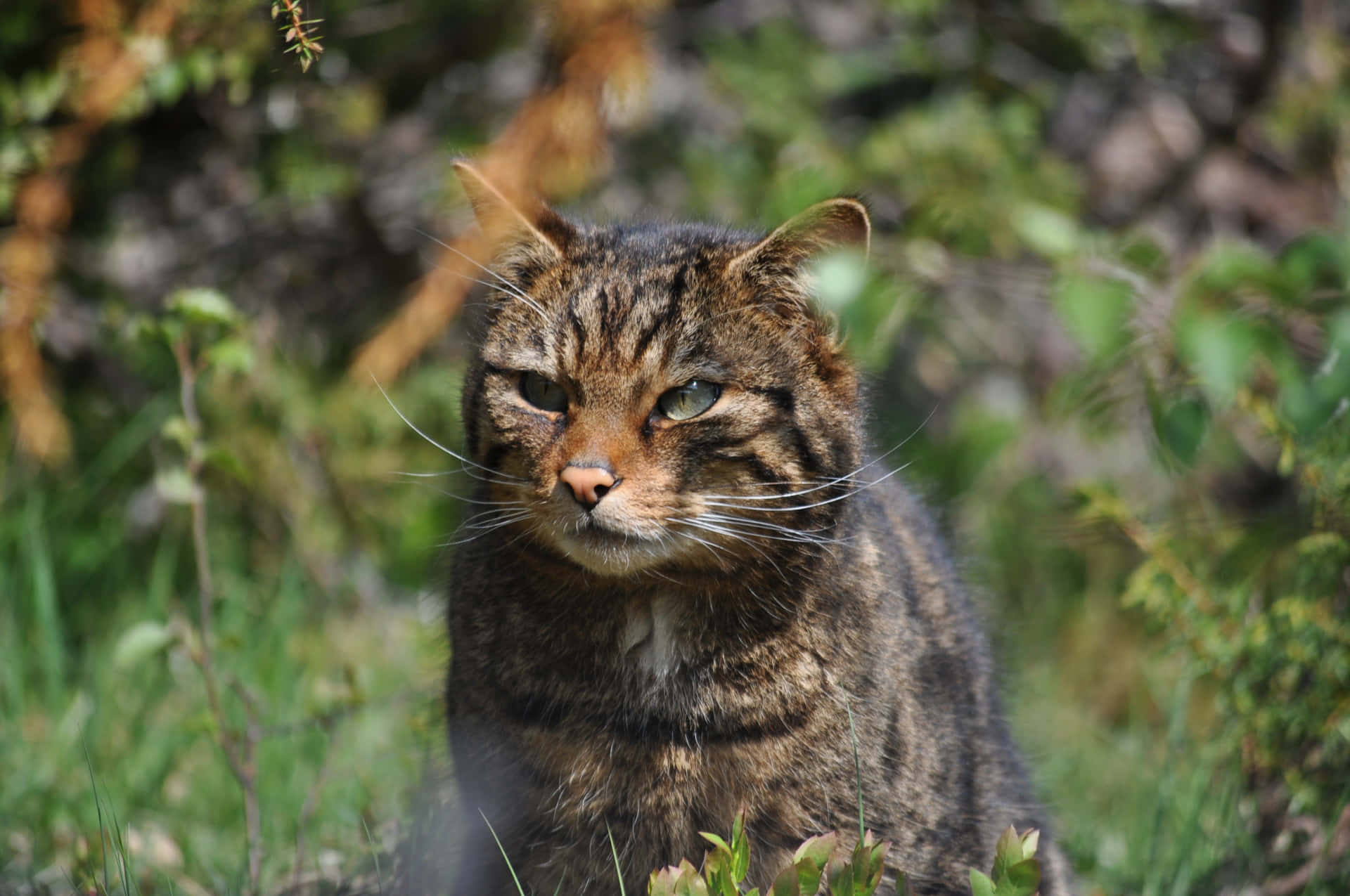 Europese Wildcat In Natuurlijke Habitat.jpg Achtergrond