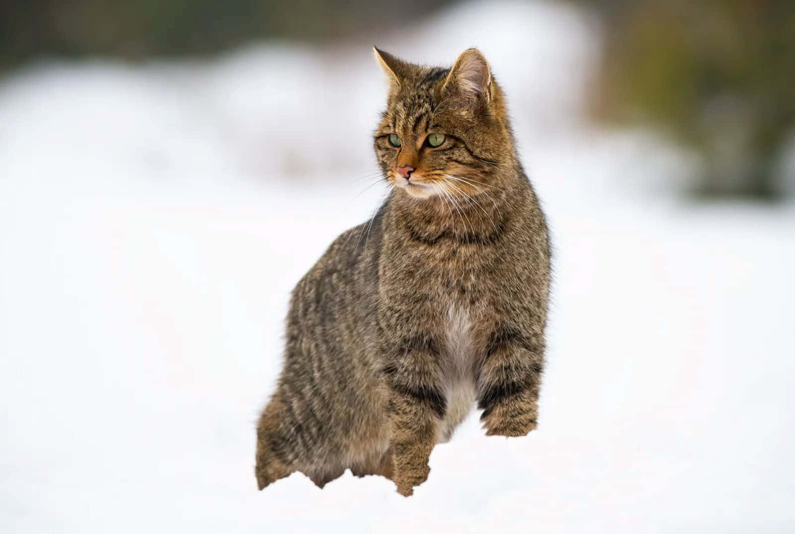 Europese Wildcat In Sneeuw.jpg Achtergrond