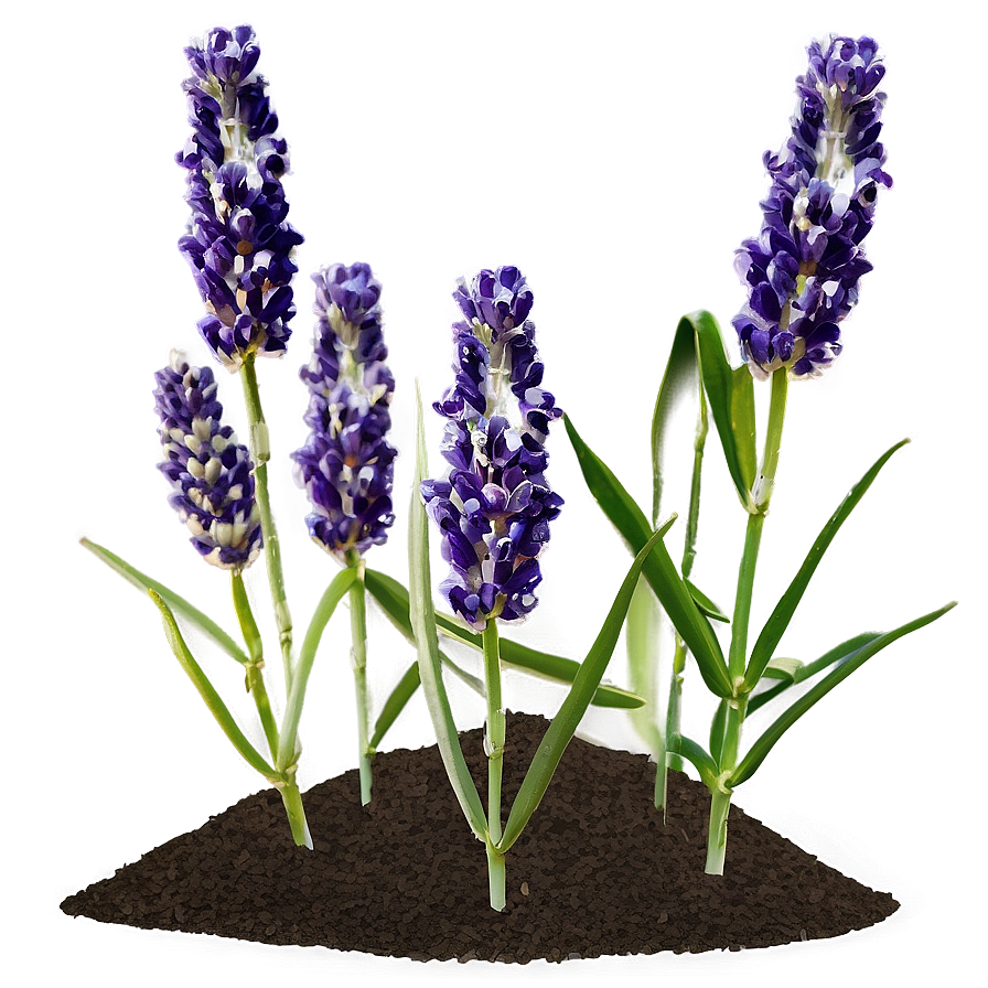 Evening Lavender Field Png Cru PNG