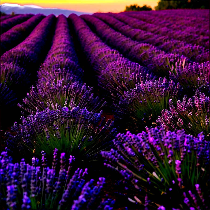 Evening Lavender Field Png Mtw PNG