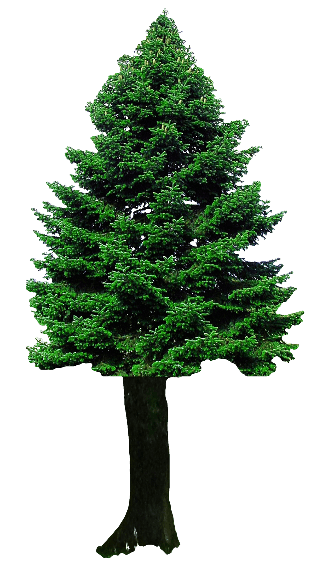 Download Evergreen Christmas Tree.png  Wallpapers.com