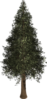 Evergreen Conifer Tree Night PNG