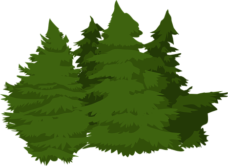 Evergreen Forest Illustration PNG