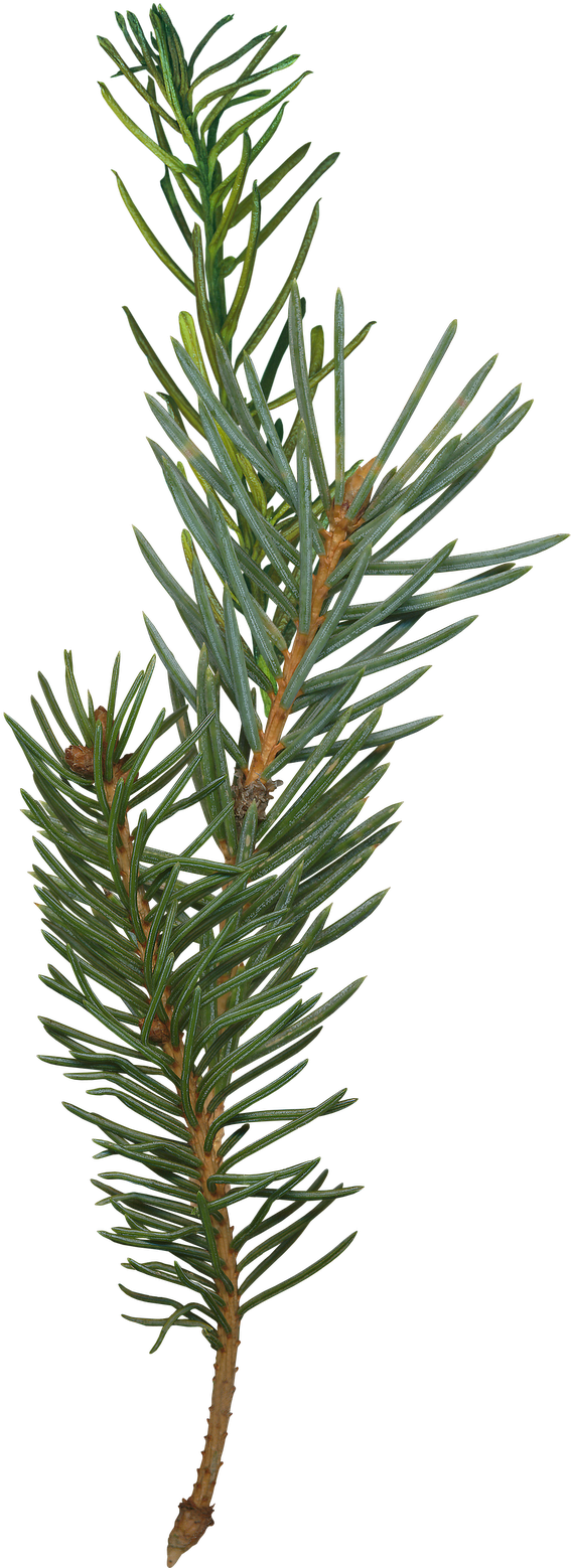 Download Evergreen Pine Branch.png | Wallpapers.com