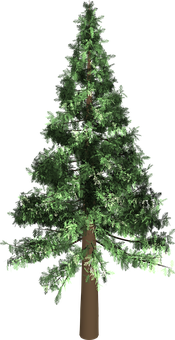 Evergreen Pine Tree Graphic PNG