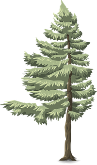 Evergreen Pine Tree Illustration PNG