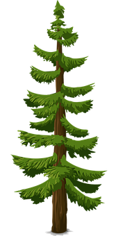 Evergreen Pine Tree Illustration PNG