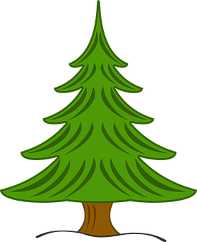 Evergreen Pine Tree Vector PNG