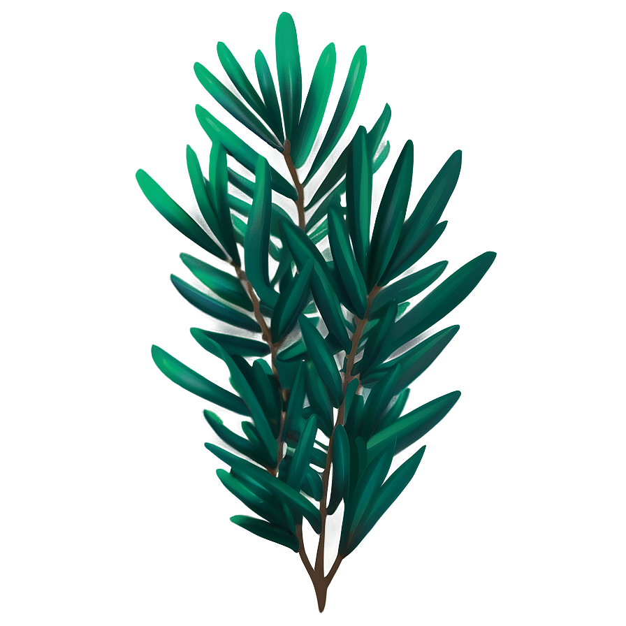 Evergreen Plant Png 05032024 PNG