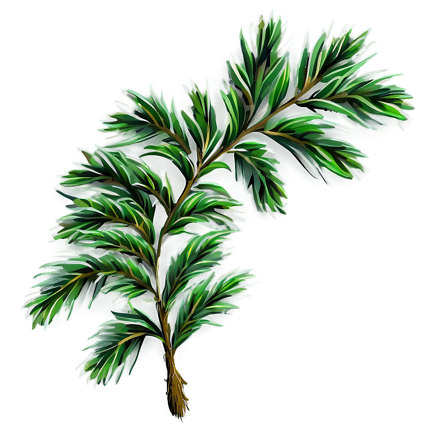 evergreen shrub png