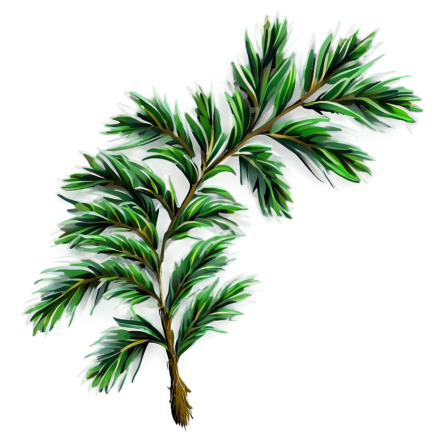 Evergreen Plant Png 05032024 PNG