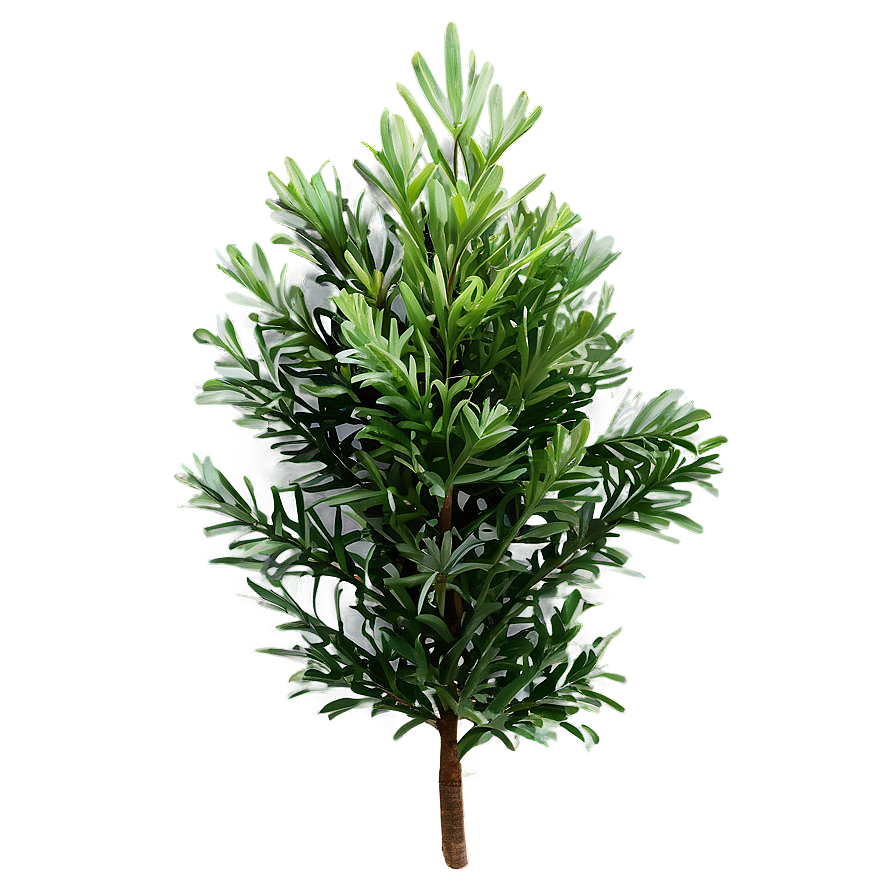 Evergreen Plants Png 05042024 PNG